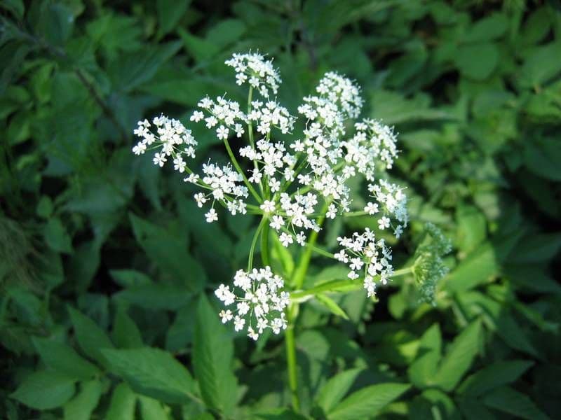 kirskal