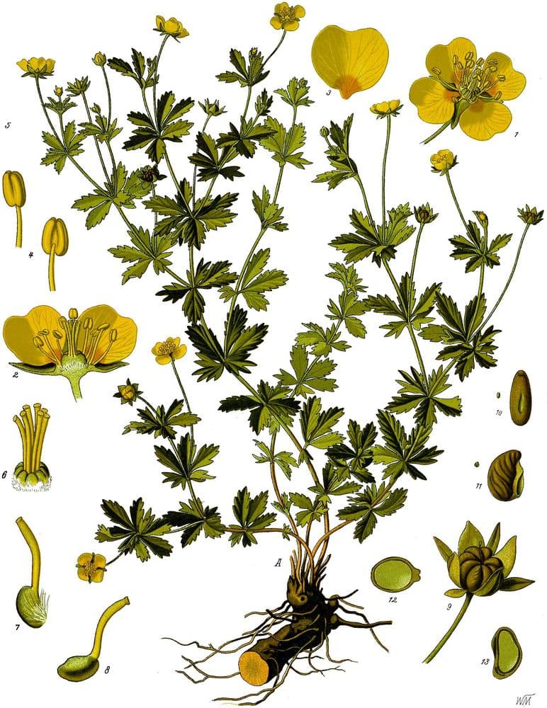 blodrot