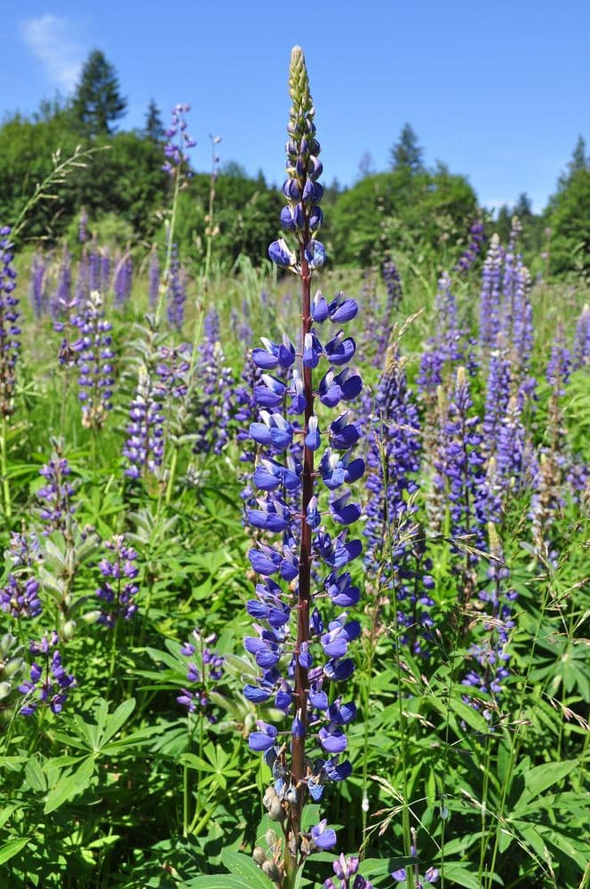 blomsterlupin