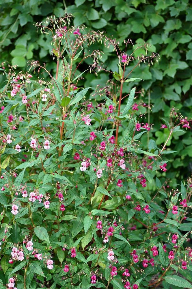 jattebalsamin