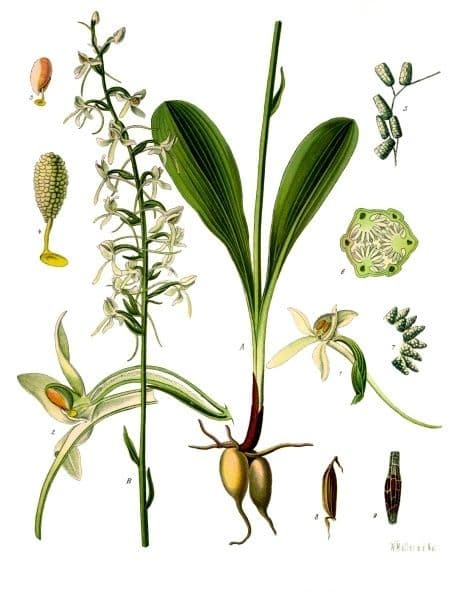 nattviol