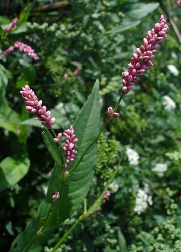 akerpilort