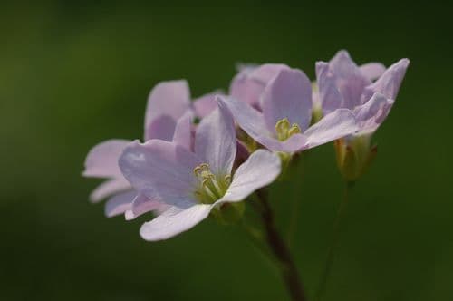angsbrasma