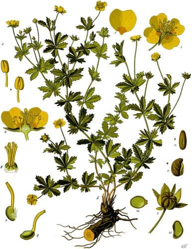 blodrot