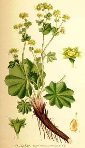 daggkapa