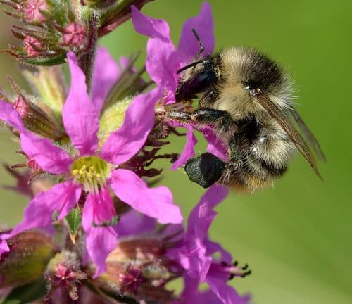 fackelblomster