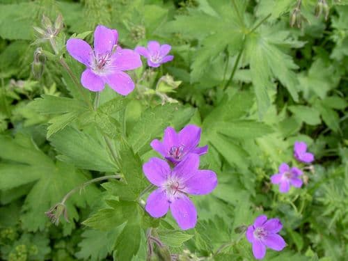 midsommarblomster