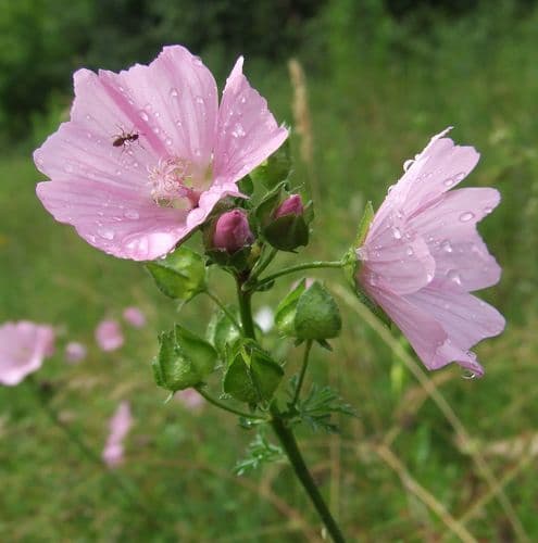 myskmalva