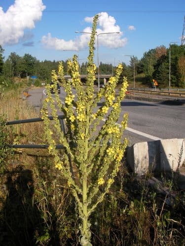 praktkungsljus