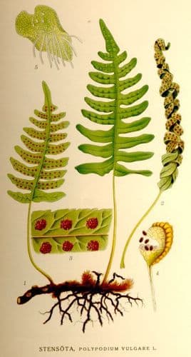 stensota
