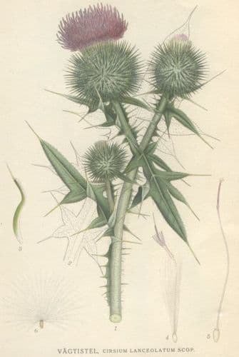 vagtistel