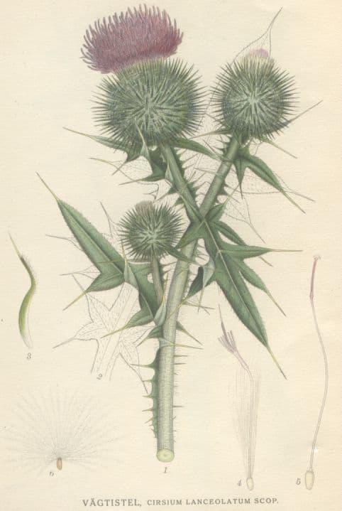 vagtistel