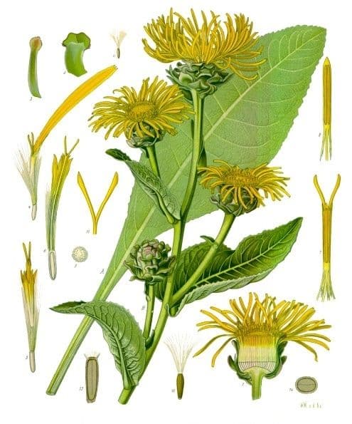 alandsrot