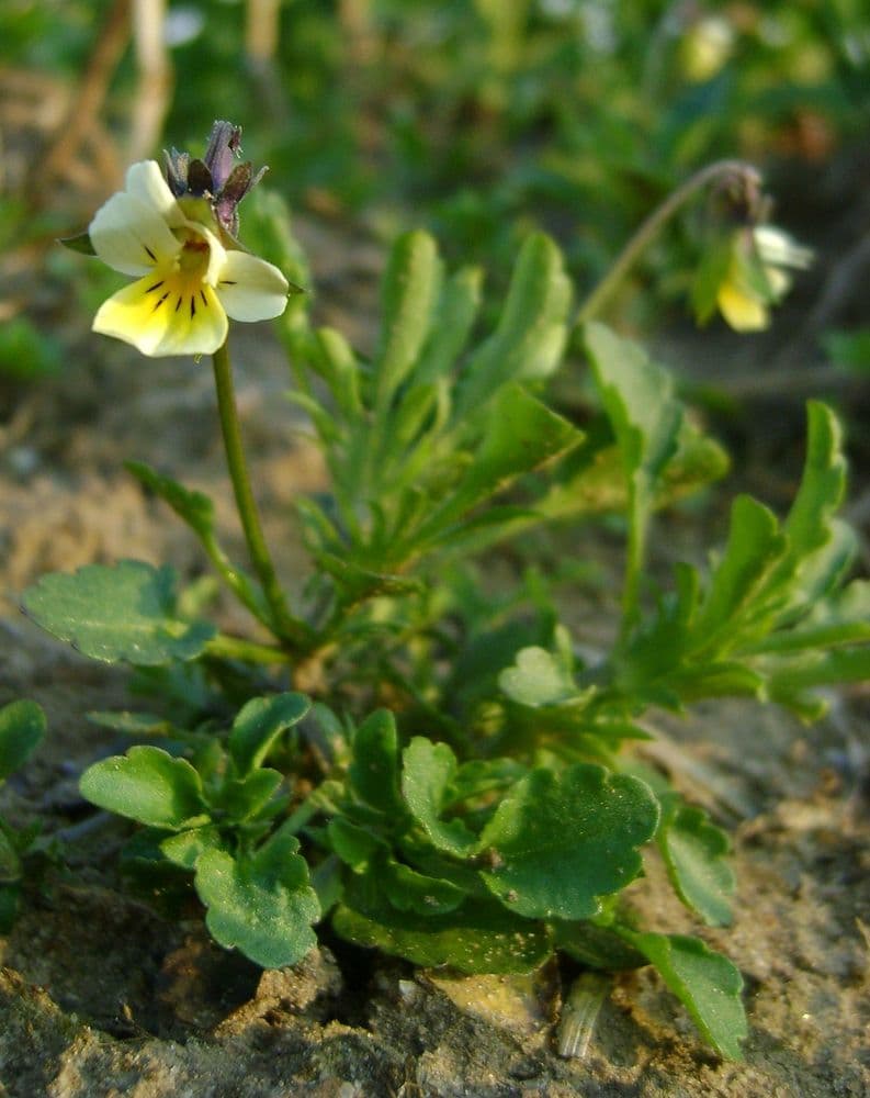 akerviol