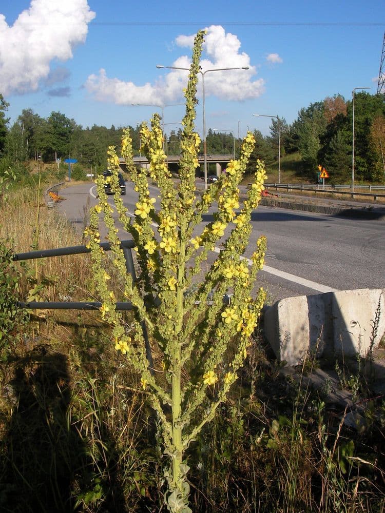 praktkungsljus