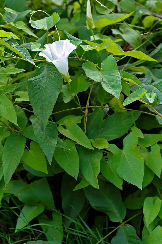snarvinda