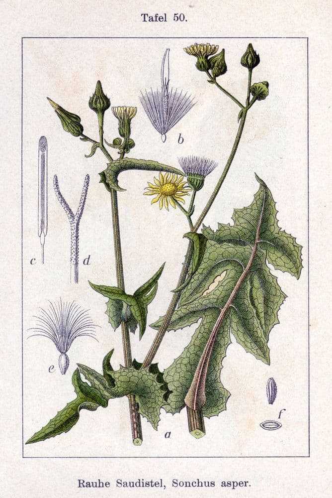 svinmolke